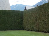Entretien de jardin à Saint-Sauveur, taille haie de cyprés