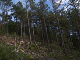 Travaux de dépressage en forêt communale de Saint- Crépin
